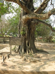the Killing Tree - where children were brutally killed